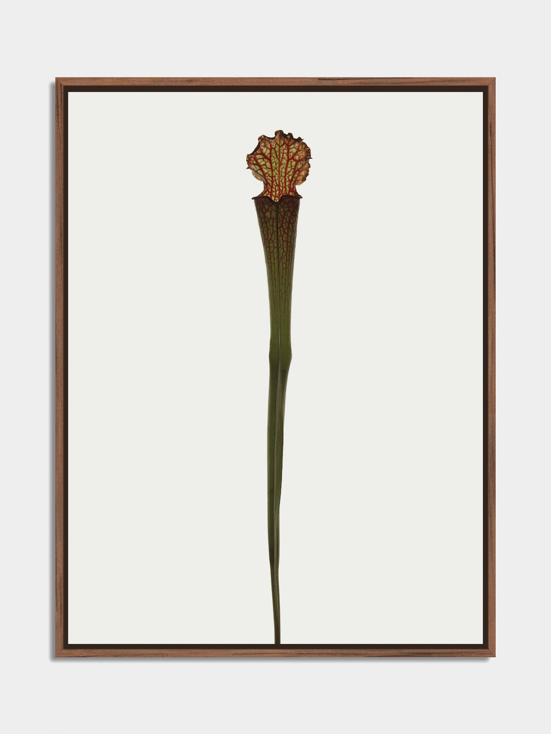 Herbarium 01 – botanical fine art photography print, walnut floater frame | Beau Edition