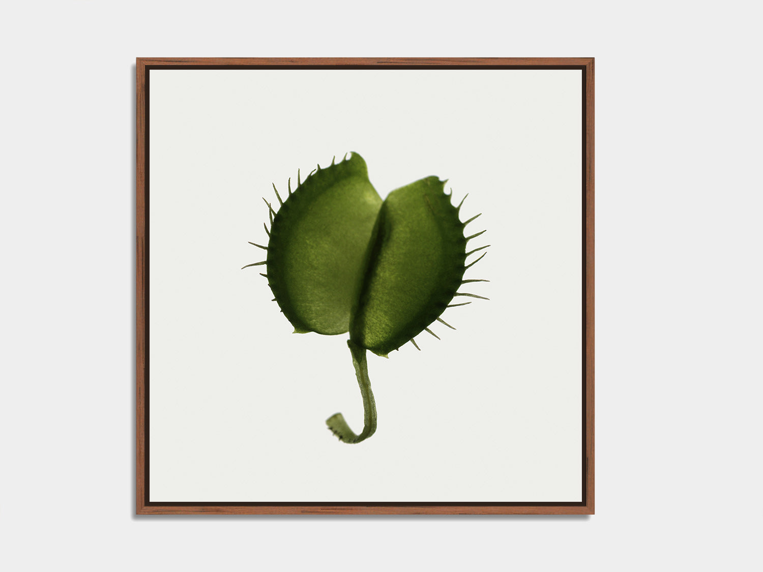 Herbarium 02 – botanical fine art photography print, walnut floater frame | Beau Edition