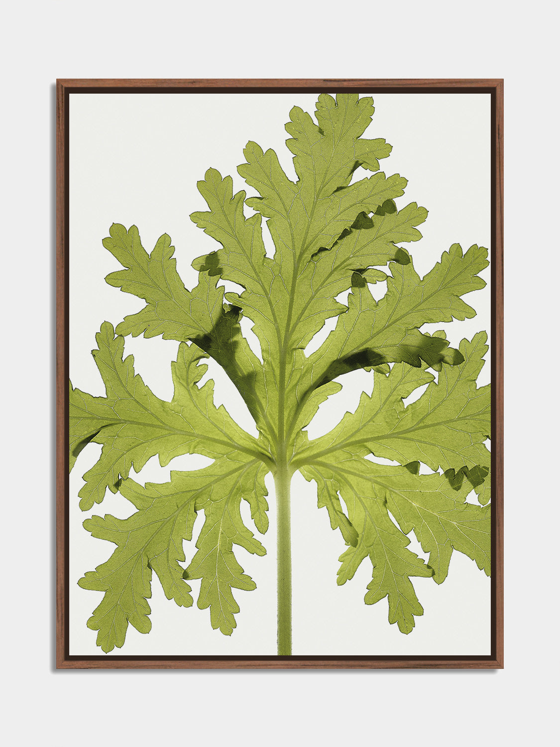 Herbarium 03 – botanical fine art photography print, walnut floater frame | Beau Edition