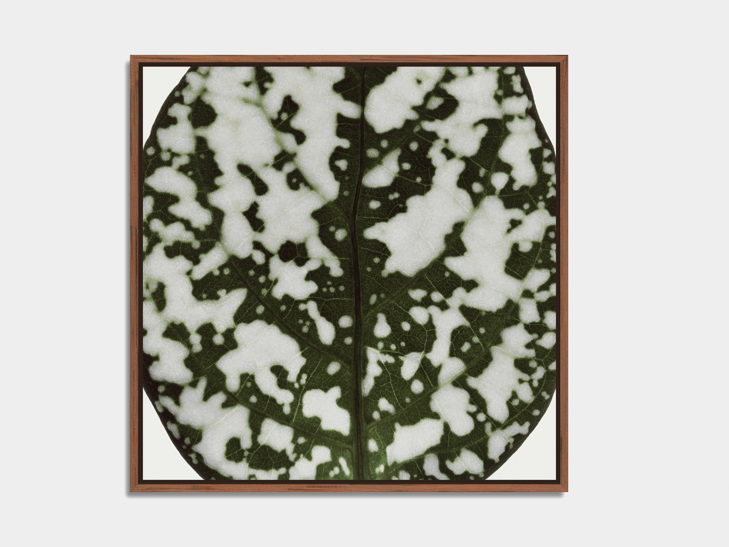 Herbarium 06 – botanical fine art photography print, walnut floater frame | Beau Edition