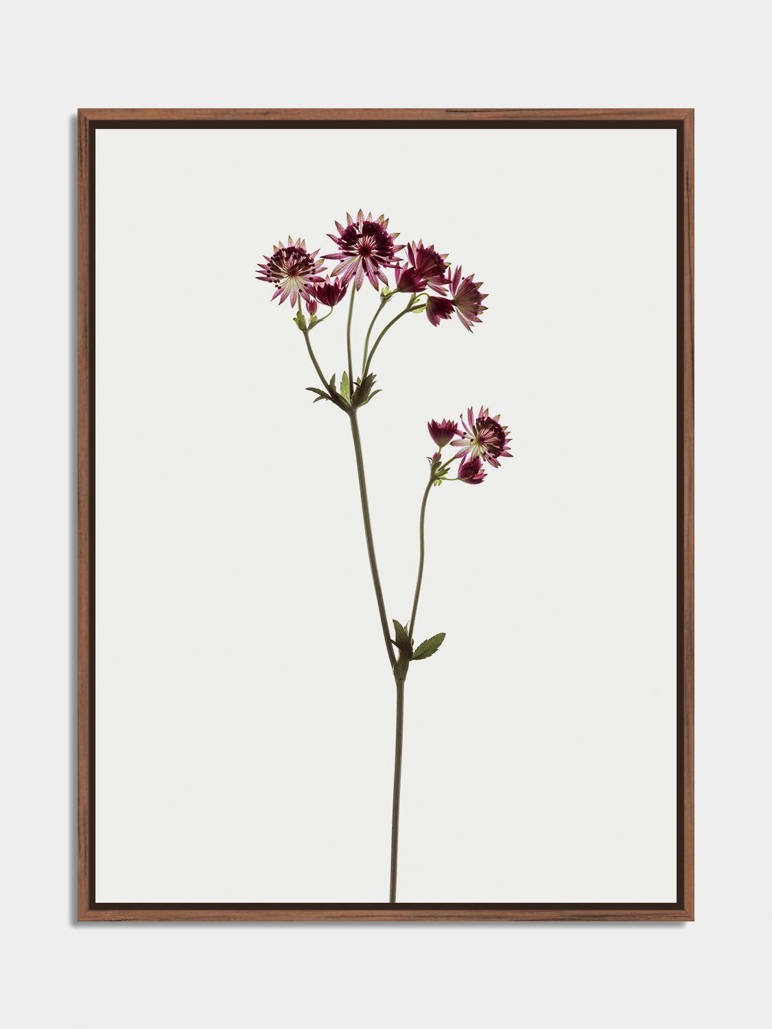 Herbarium 07 – fine art photography print, walnut floater frame | Beau Edition