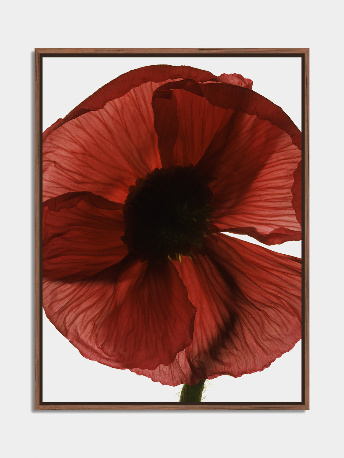 Herbarium 08 – botanical fine art photography print, walnut floater frame | Beau Edition