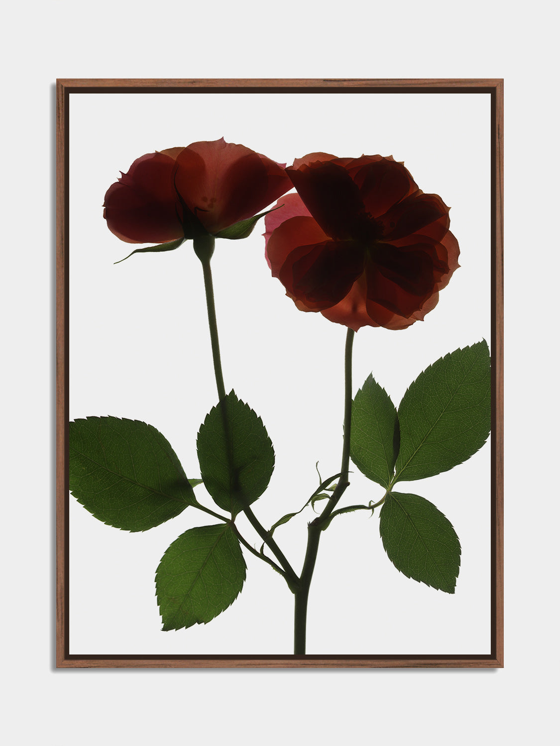 Herbarium 09 – botanical fine art photography print, walnut floater frame | Beau Edition