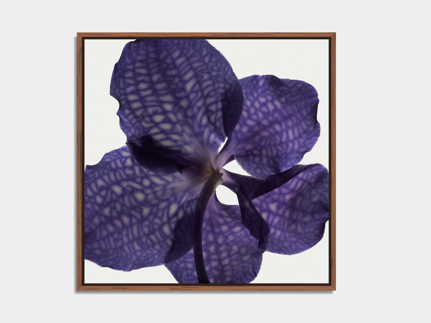 Herbarium 10 – botanical fine art photography print, walnut floater frame | Beau Edition