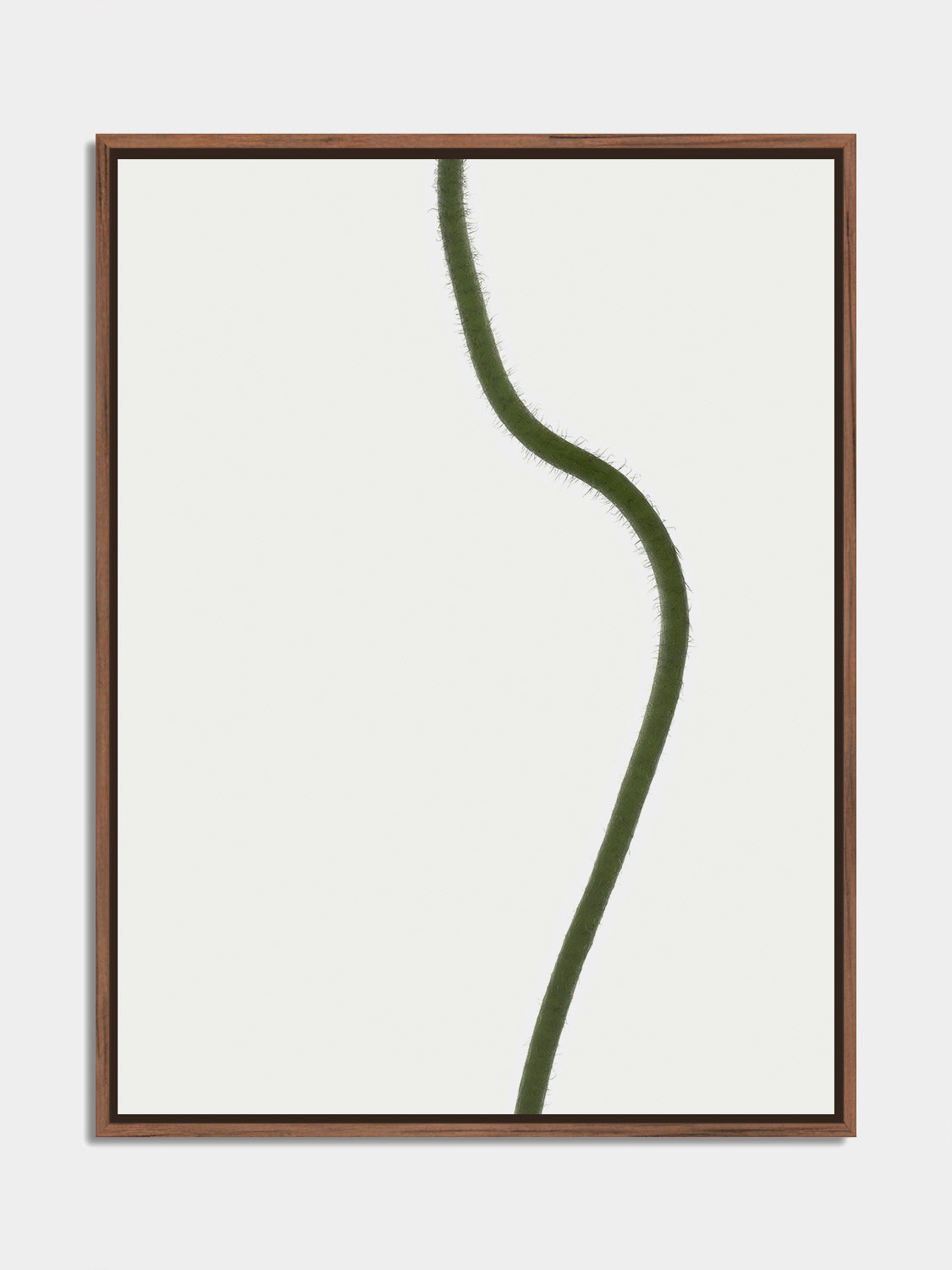 Herbarium 11 – botanical fine art photography print, walnut floater frame | Beau Edition