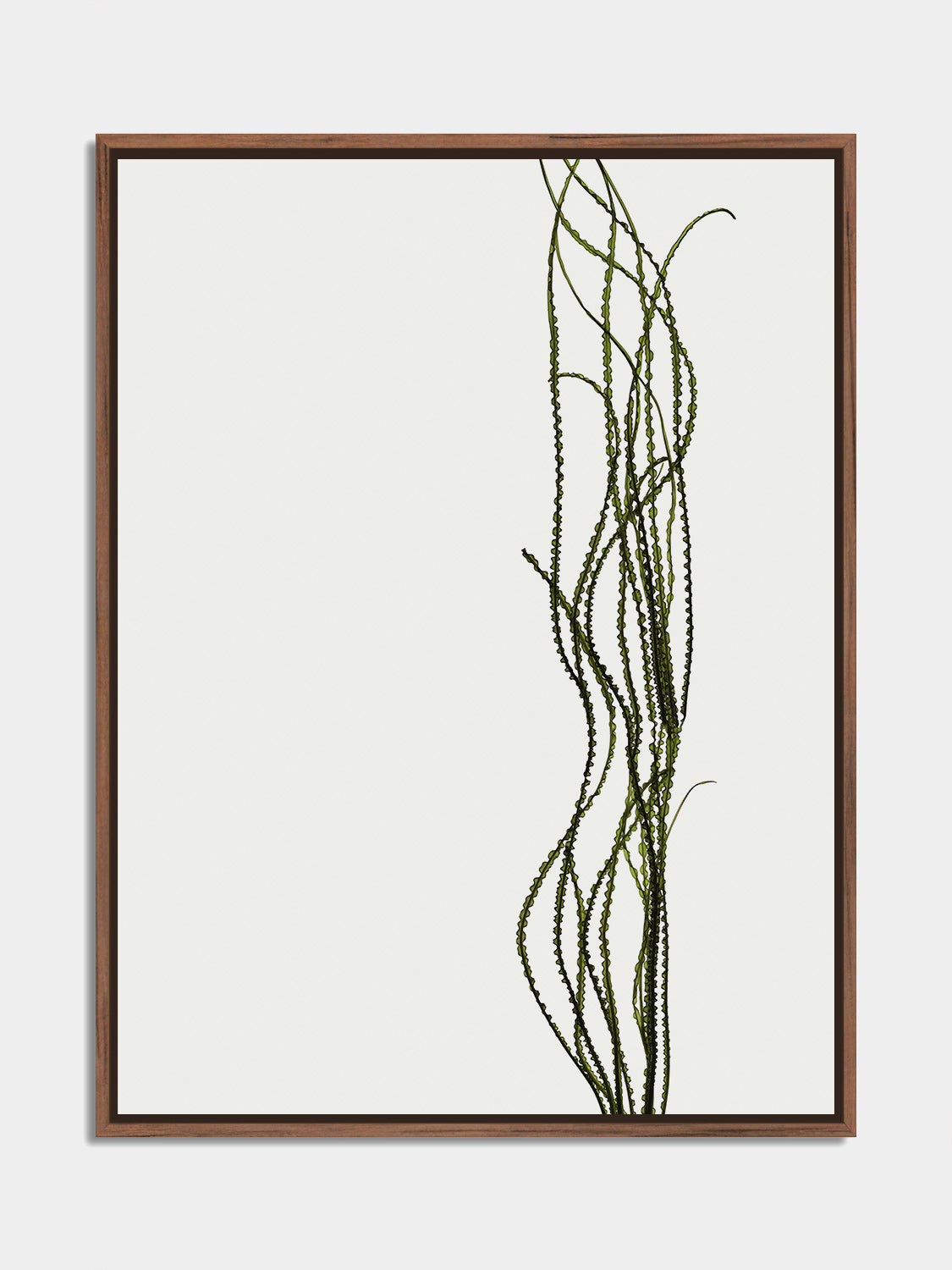 Herbarium 12 – botanical fine art photography print, walnut floater frame | Beau Edition