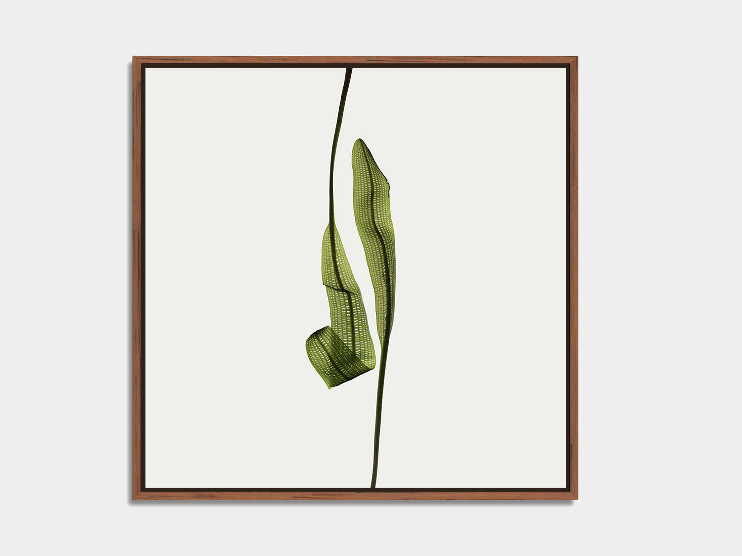 Herbarium 13 – botanical fine art photography print, walnut floater frame | Beau Edition