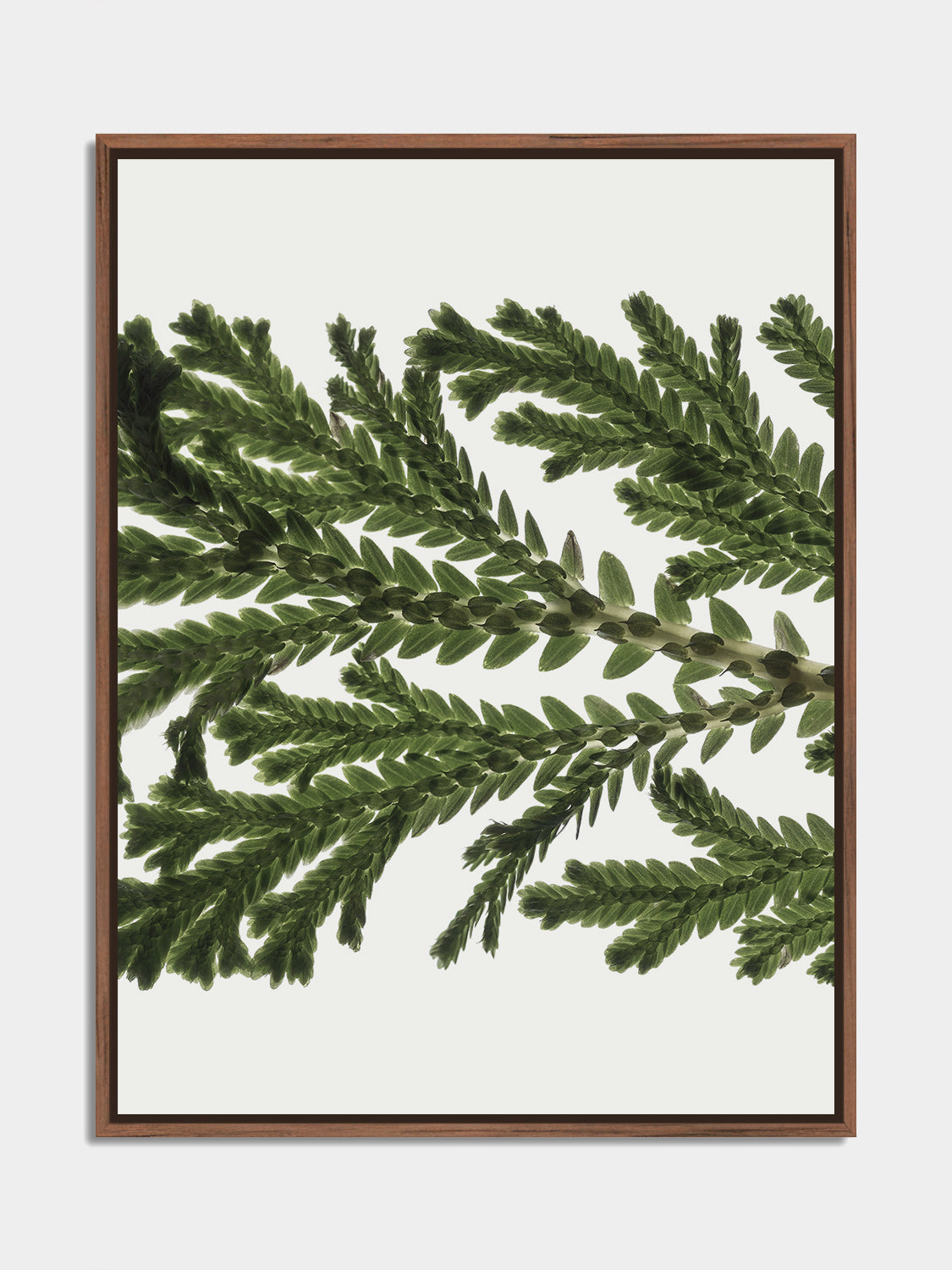 Herbarium 14 – botanical fine art photography print, walnut floater frame | Beau Edition