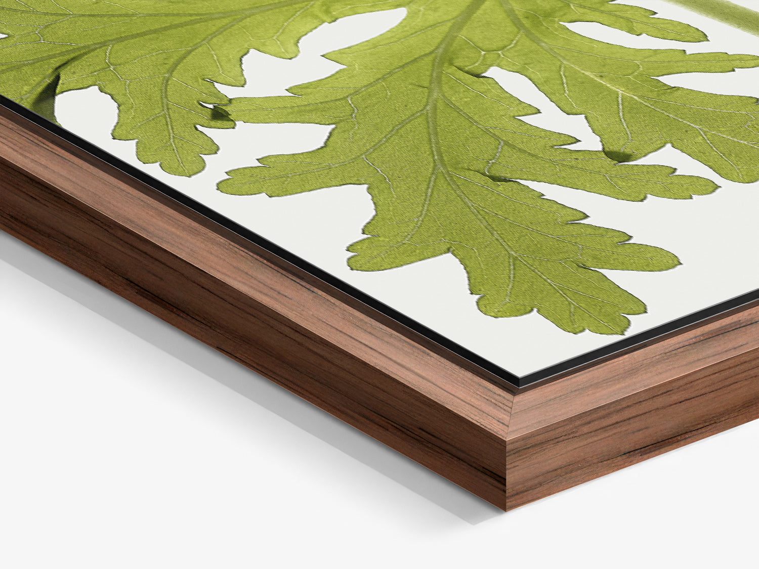 Herbarium 03 – walnut floater frame close-up, botanical fine art photography print | Beau Edition