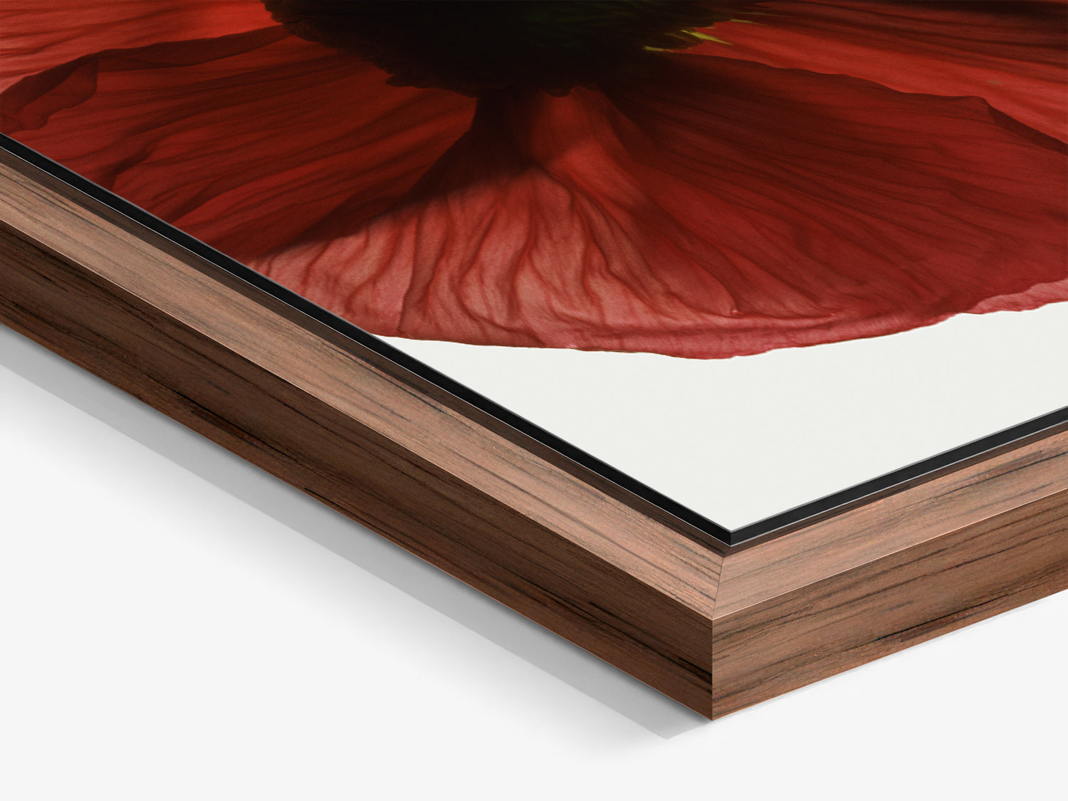 Herbarium 08 – walnut floater frame close-up, botanical fine art photography print | Beau Edition