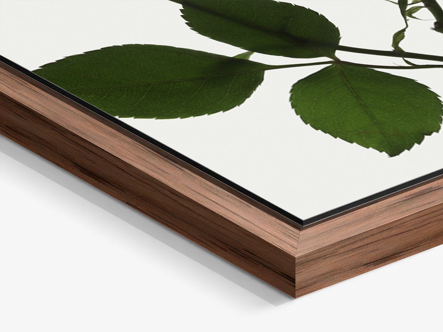 Herbarium 09 – gros plan du cadre flottant noyer, tirage d'art photographique botanique | Édition Beau
