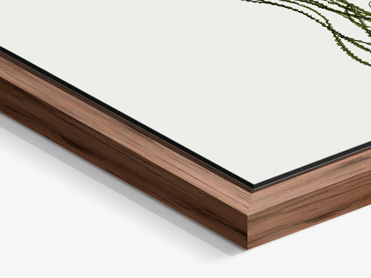 Herbarium 12 – walnut floater frame close-up, botanical fine art photography print | Beau Edition