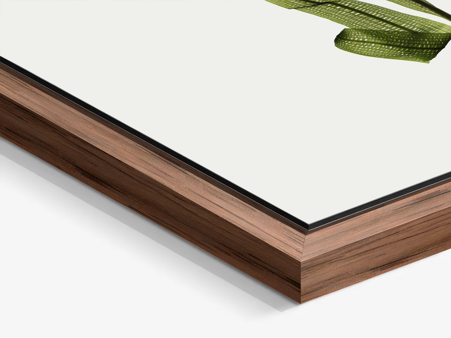 Herbarium 13 – walnut floater frame close-up, botanical fine art photography print | Beau Edition