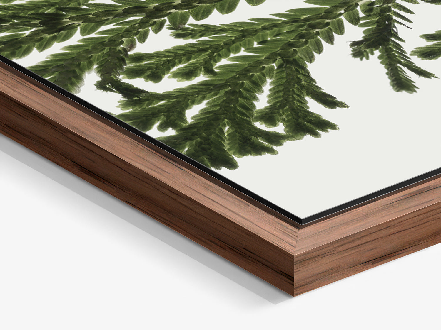 Herbarium 14 – walnut floater frame close-up, botanical fine art photography print | Beau Edition