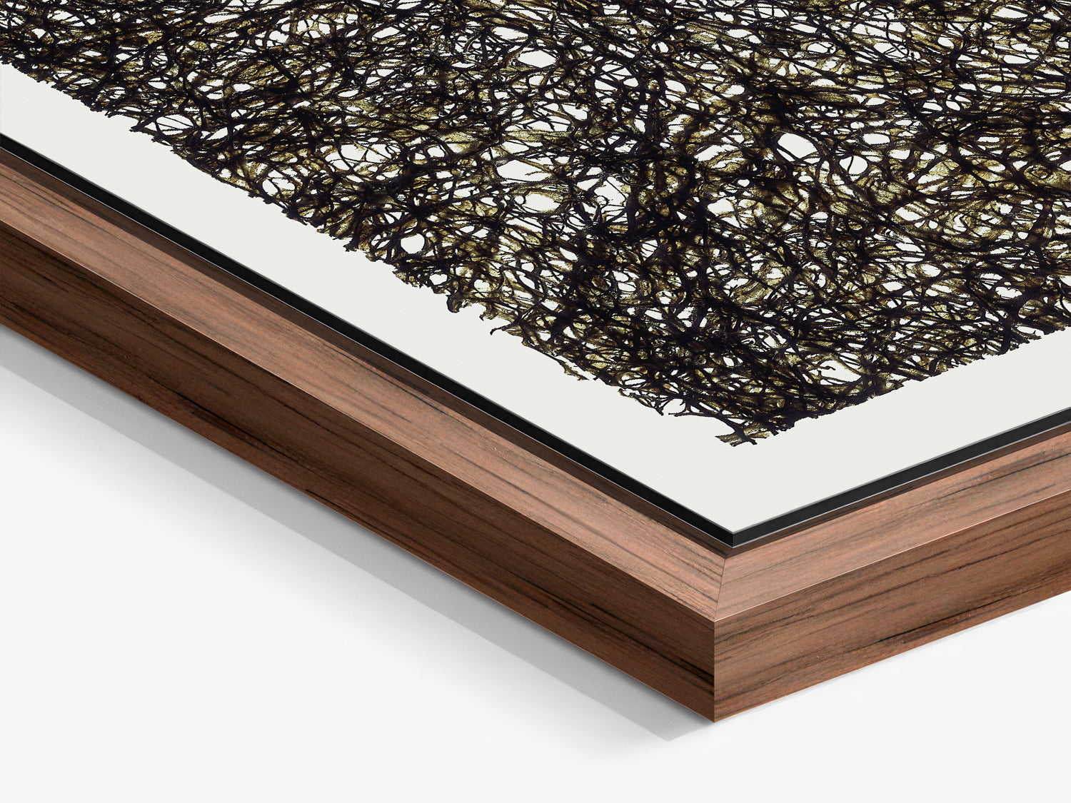Herbarium 18 – walnut floater frame close-up, botanical fine art photography print | Beau Edition