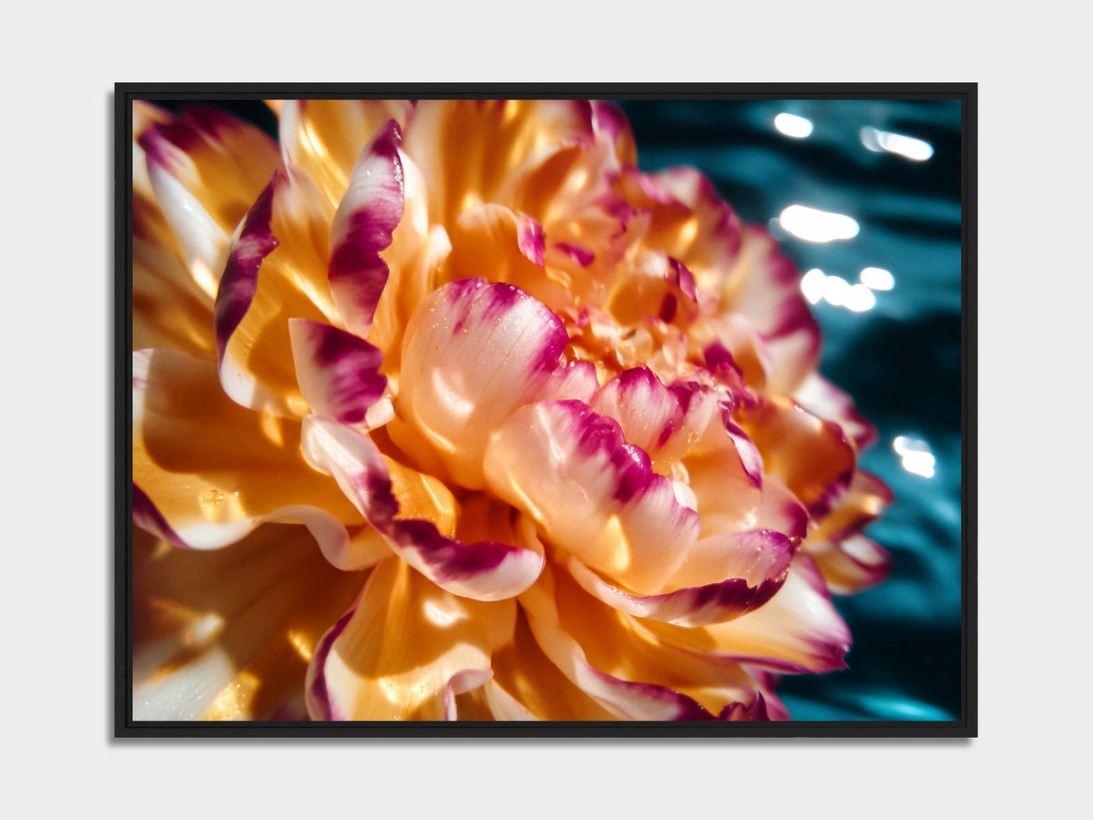 Electric Summer 03 – flower close-up with a pool in the background fine art print, black matt floater frame | Beau Edition