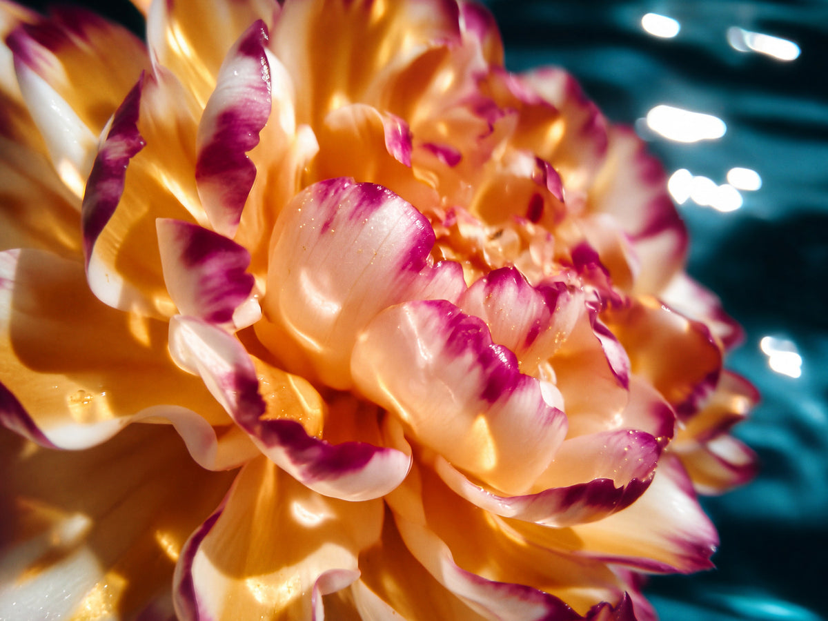 Electric Summer 03 – flower close-up with a pool in the background fine art print | Beau Edition