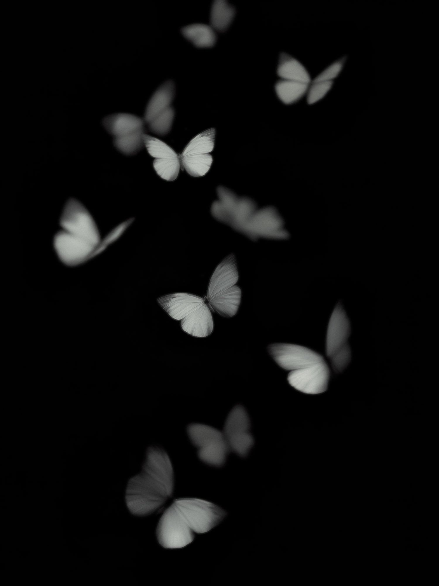 Flight — N°01. Limited edition of 25