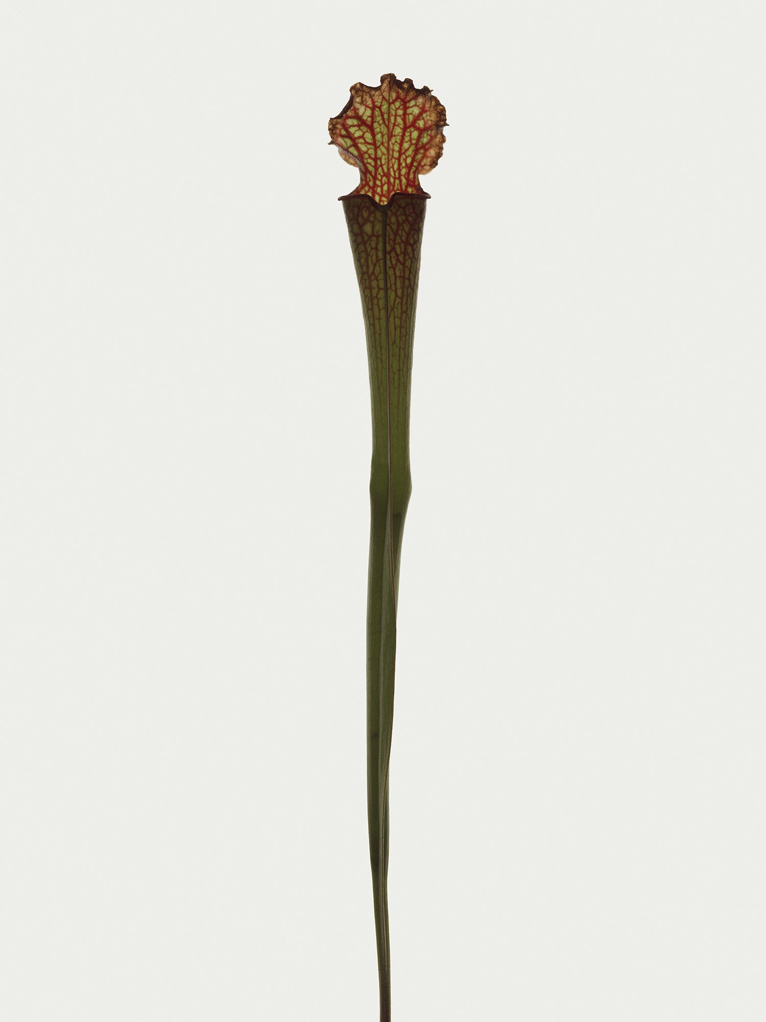 Herbarium 01 – interior wall art, botanical fine art photography print | Beau Edition