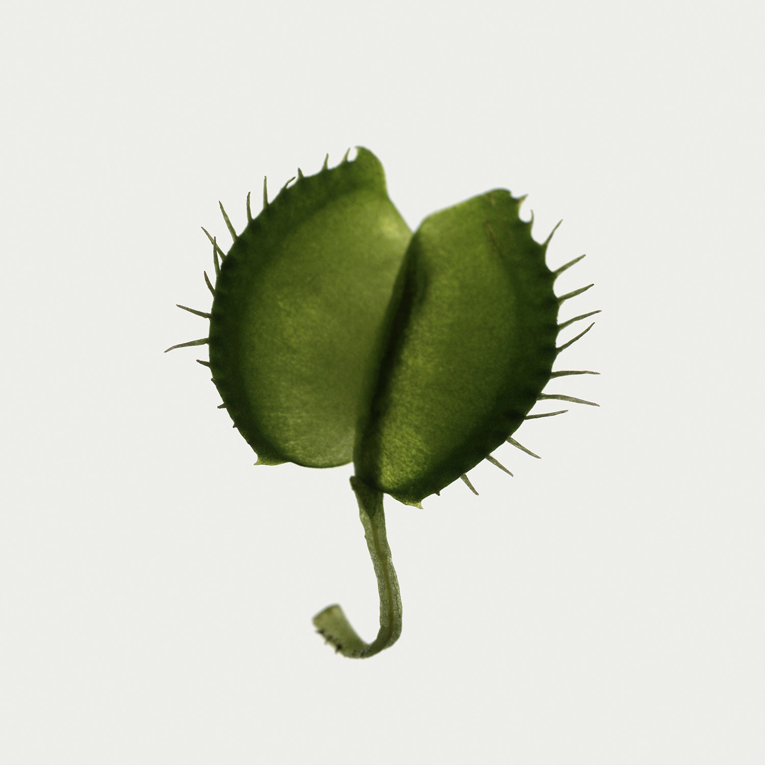 Herbarium 02 – décoration murale d'intérieur, tirage d'art photographique botanique | Édition Beau