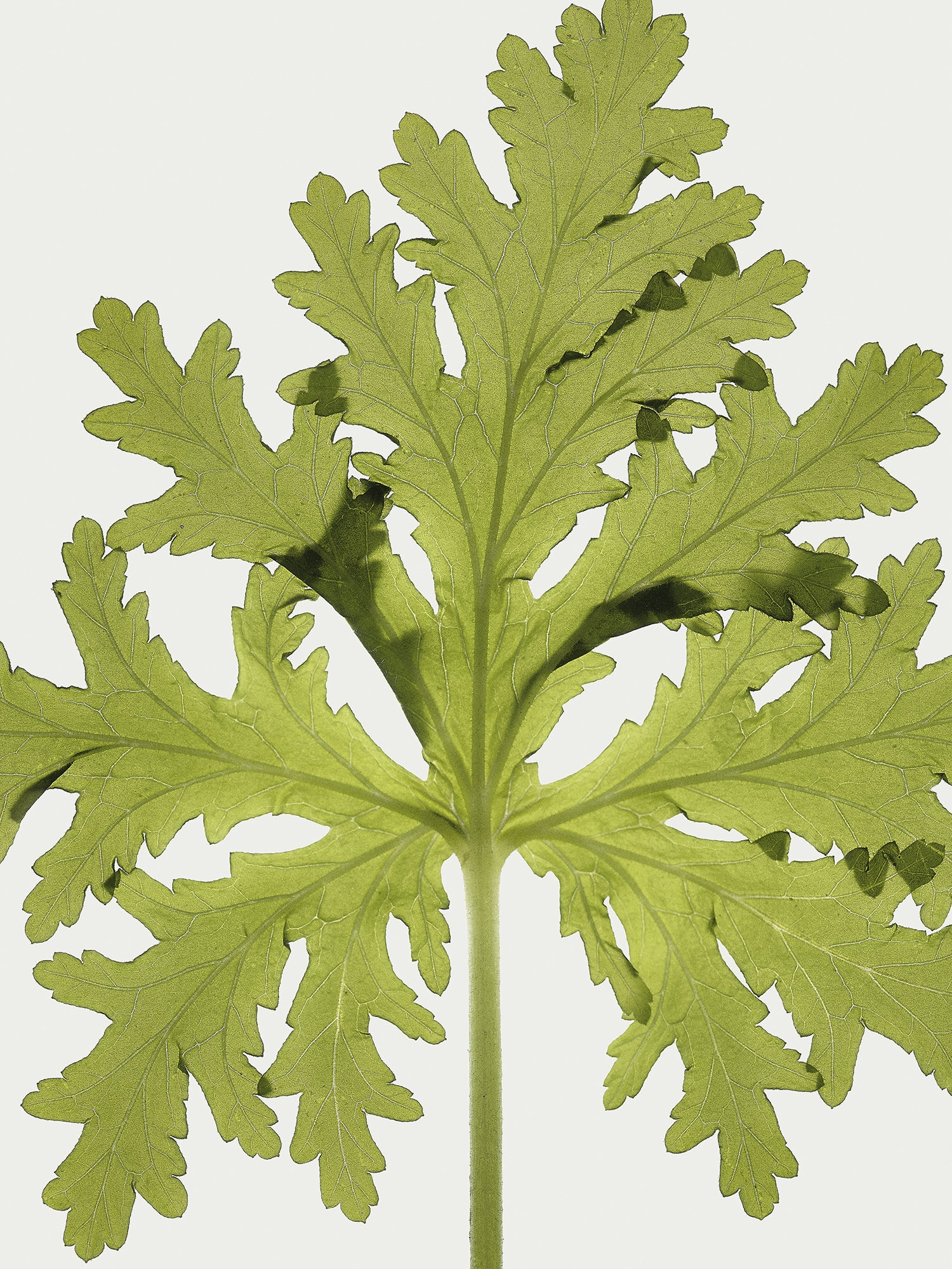 Herbarium 03 – framed print detail, walnut floater frame | Beau Edition