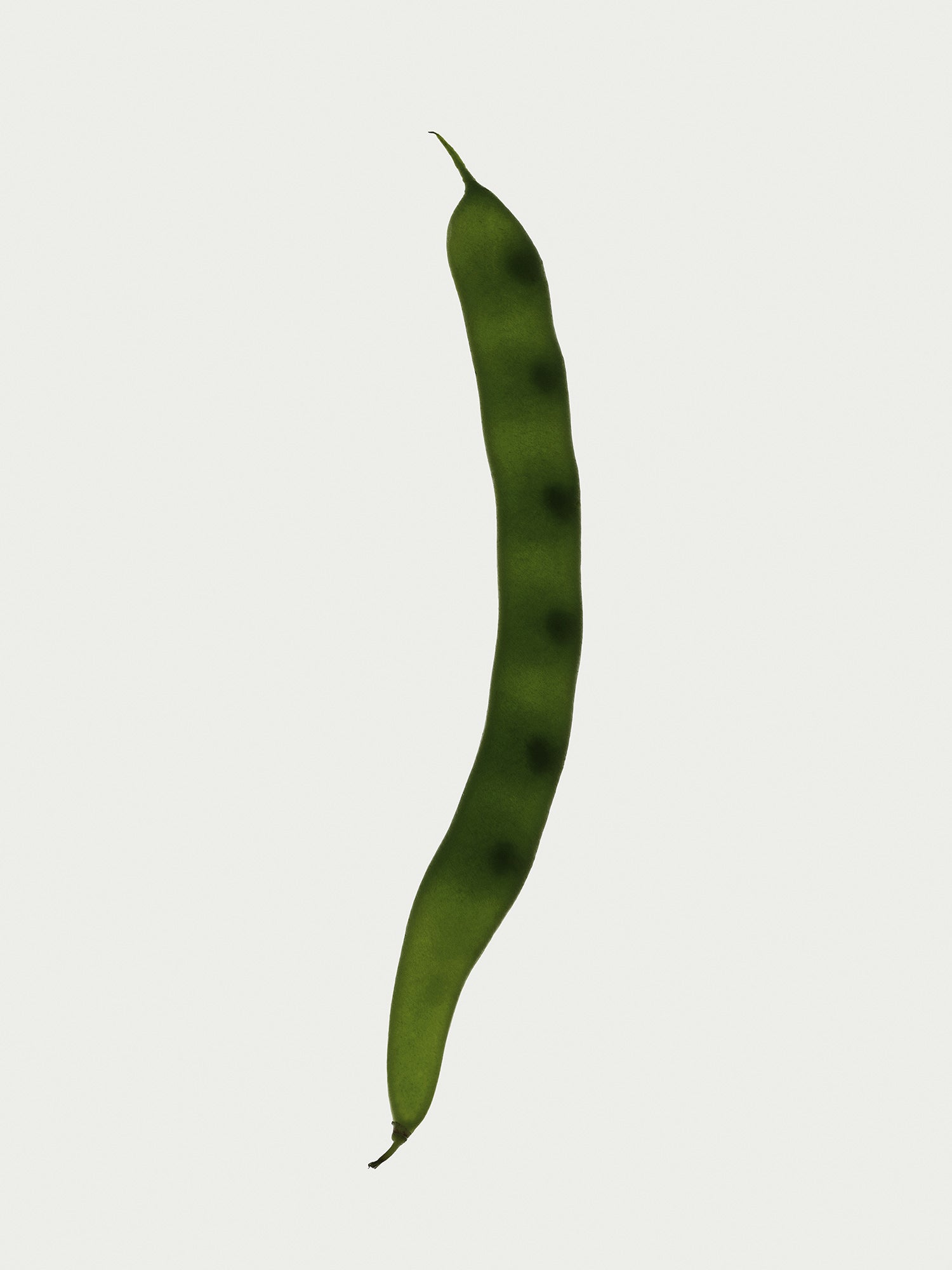 Herbarium 04 – interior wall art, botanical fine art photography print | Beau Edition