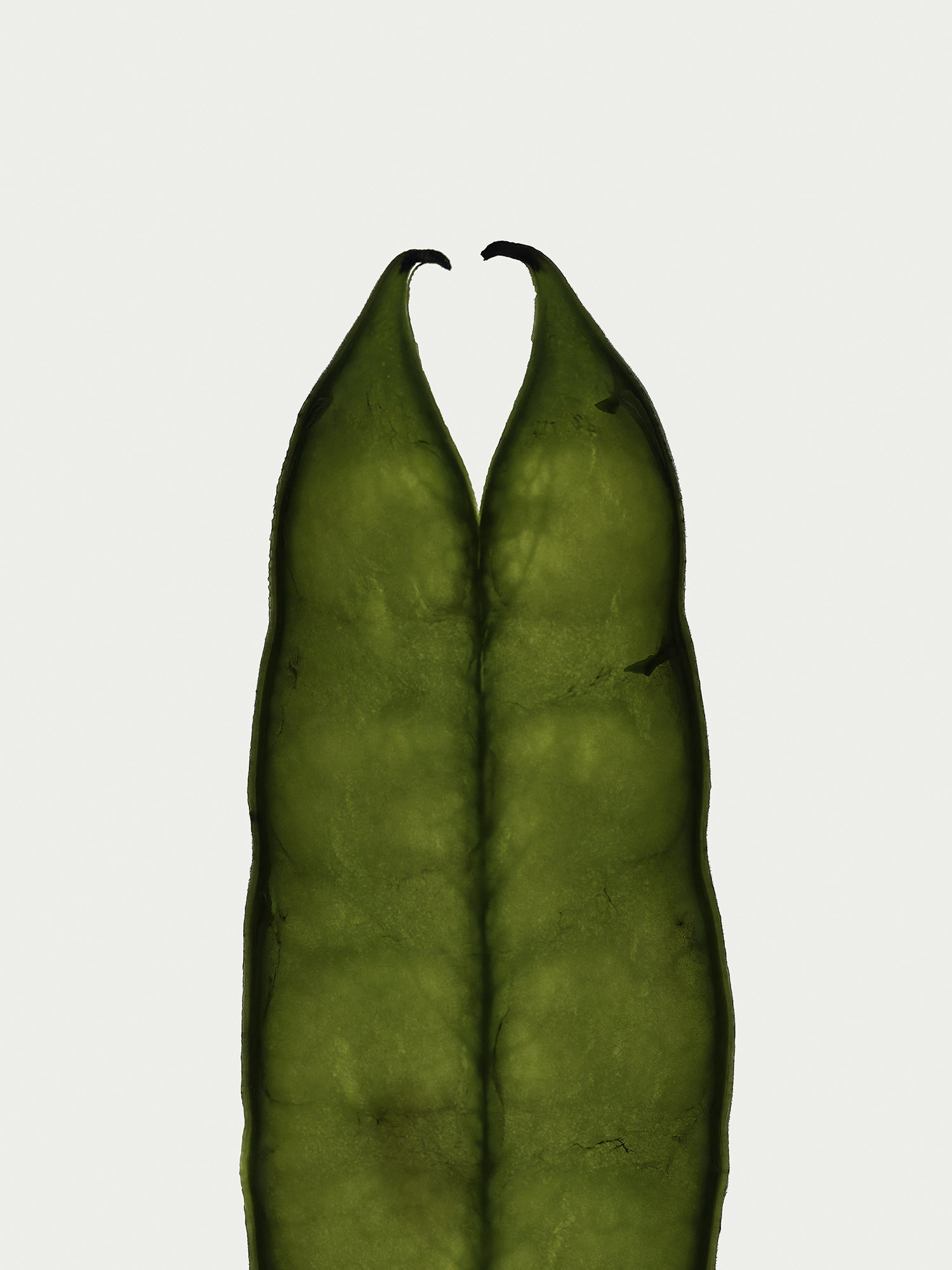 Herbarium 05 – interior wall art, botanical fine art photography print | Beau Edition