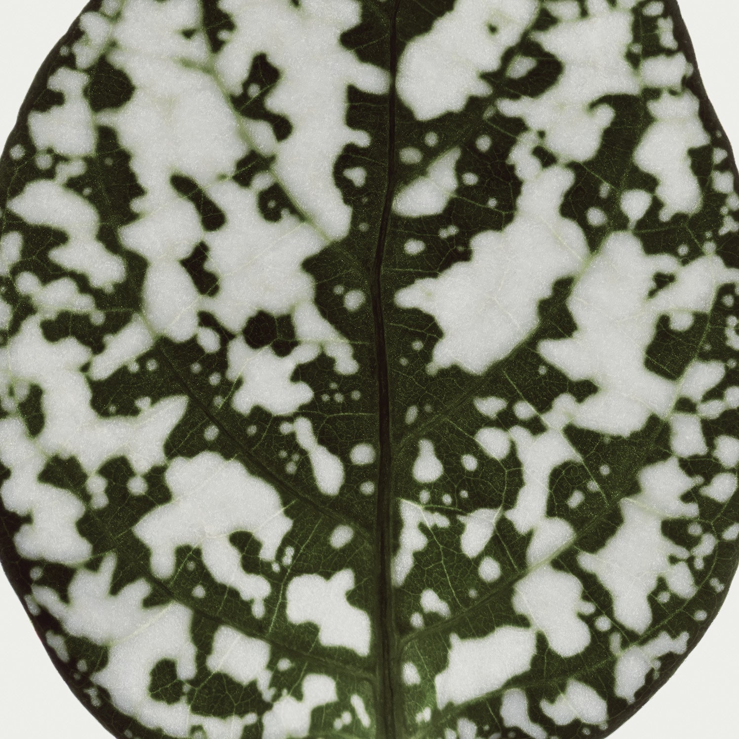 Herbarium 06 – interior wall art, botanical fine art photography print | Beau Edition