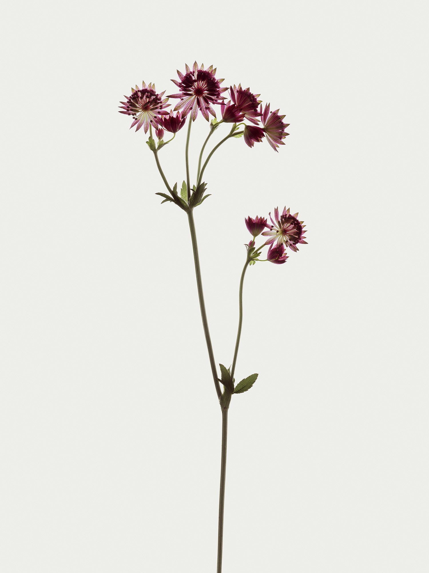 Herbarium 07 – framed print detail, walnut floater frame | Beau Edition