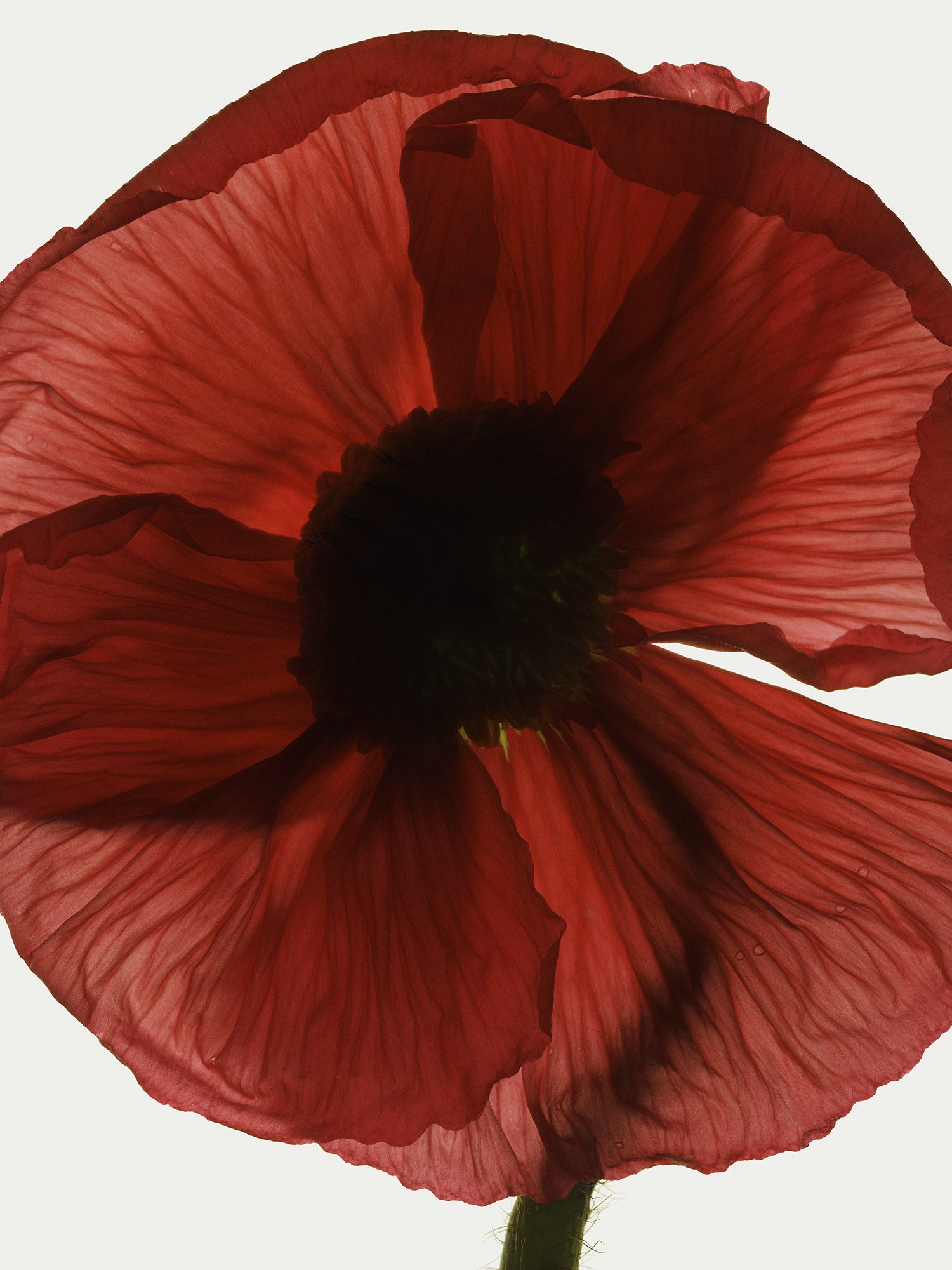 Herbarium 08 – framed print detail, walnut floater frame | Beau Edition