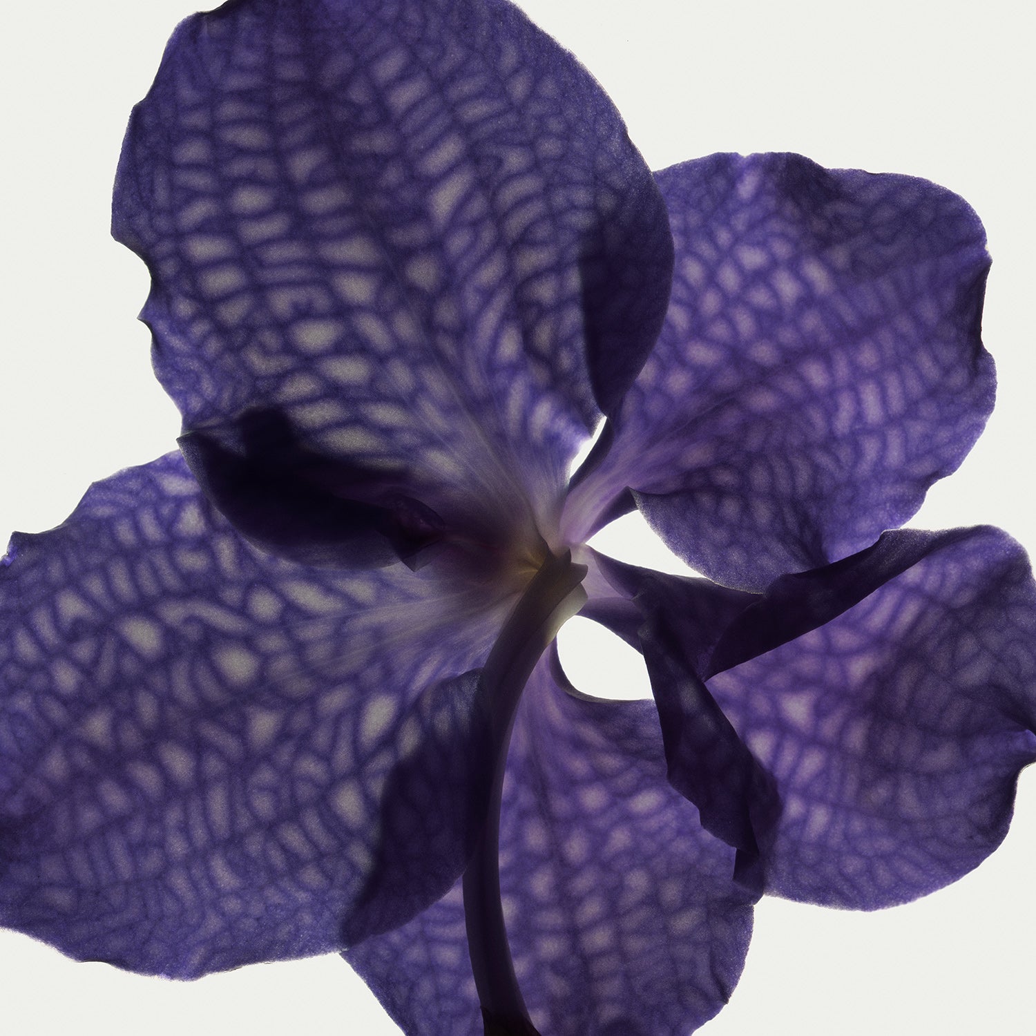 Herbarium 10 – interior wall art, botanical fine art photography print | Beau Edition