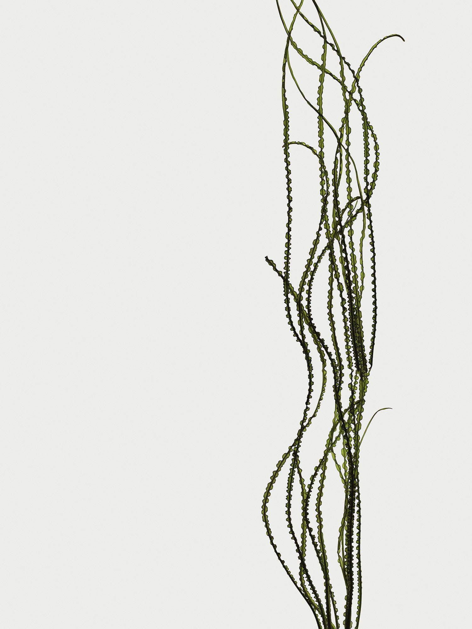 Herbarium 12 – interior wall art, botanical fine art photography print | Beau Edition