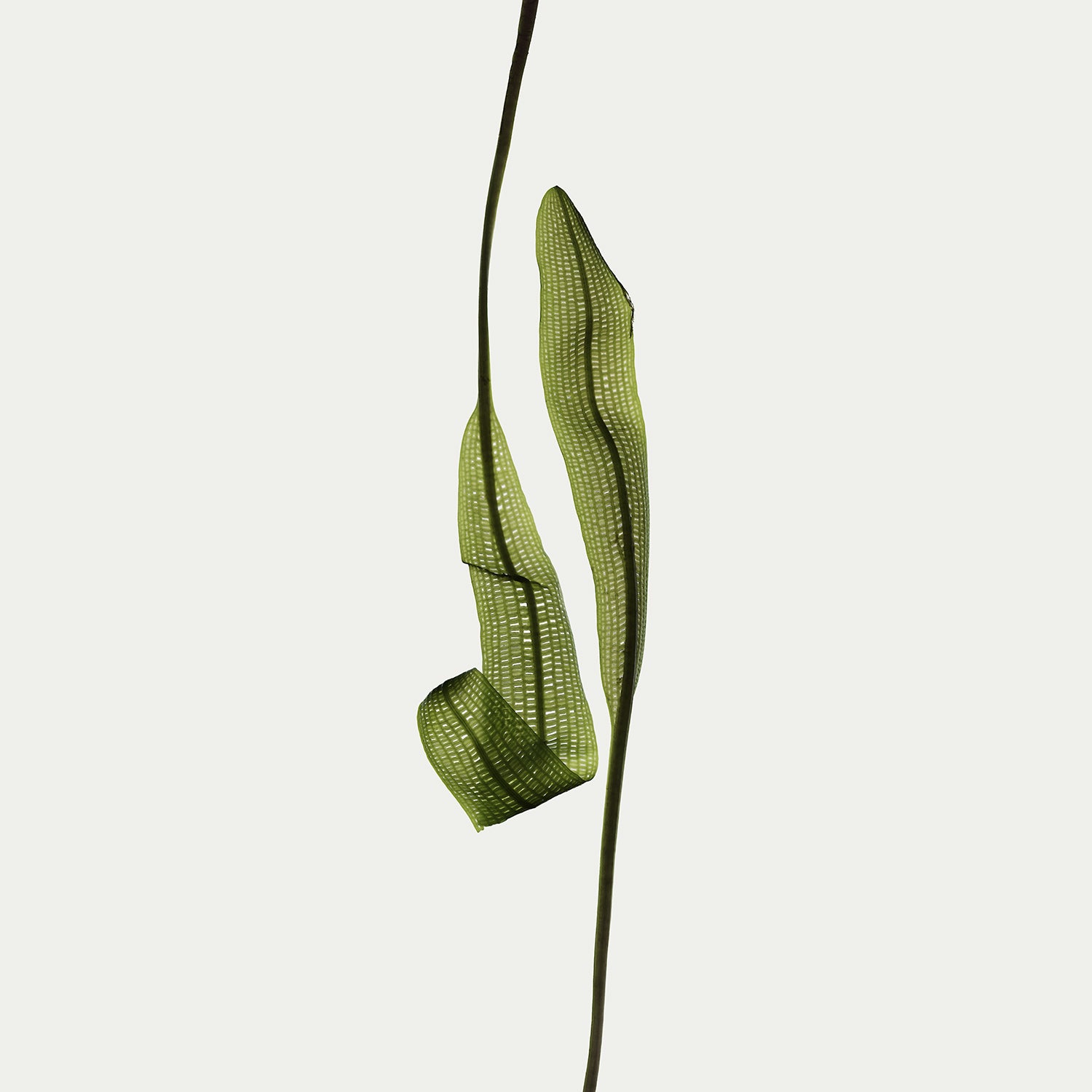 Herbarium 13 – interior wall art, botanical fine art photography print | Beau Edition