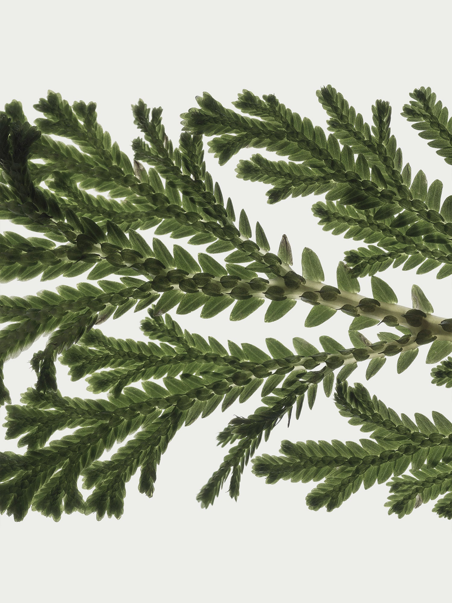 Herbarium 14 – interior wall art, botanical fine art photography print | Beau Edition