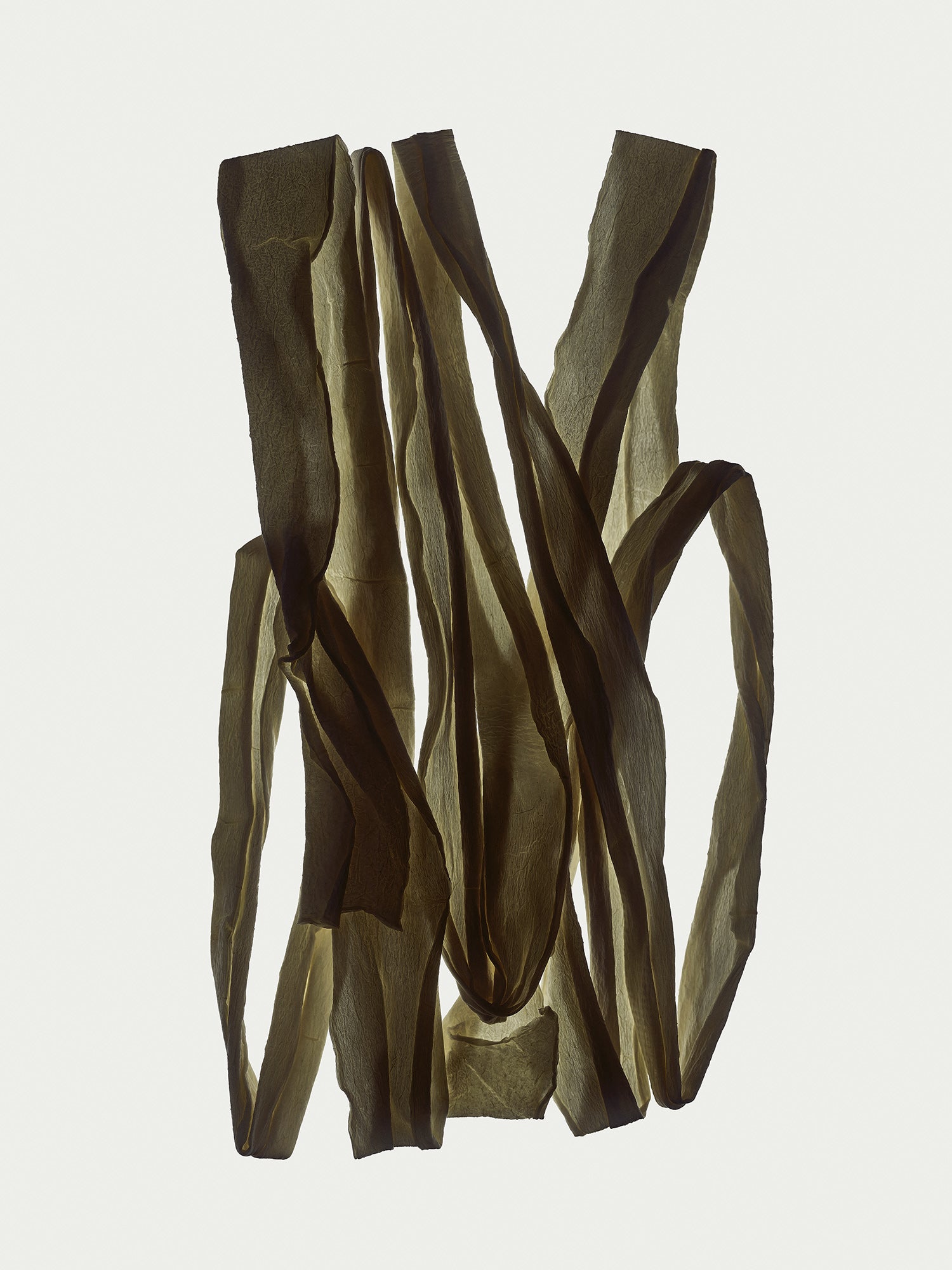 Herbarium 15 – interior wall art, botanical fine art photography print | Beau Edition