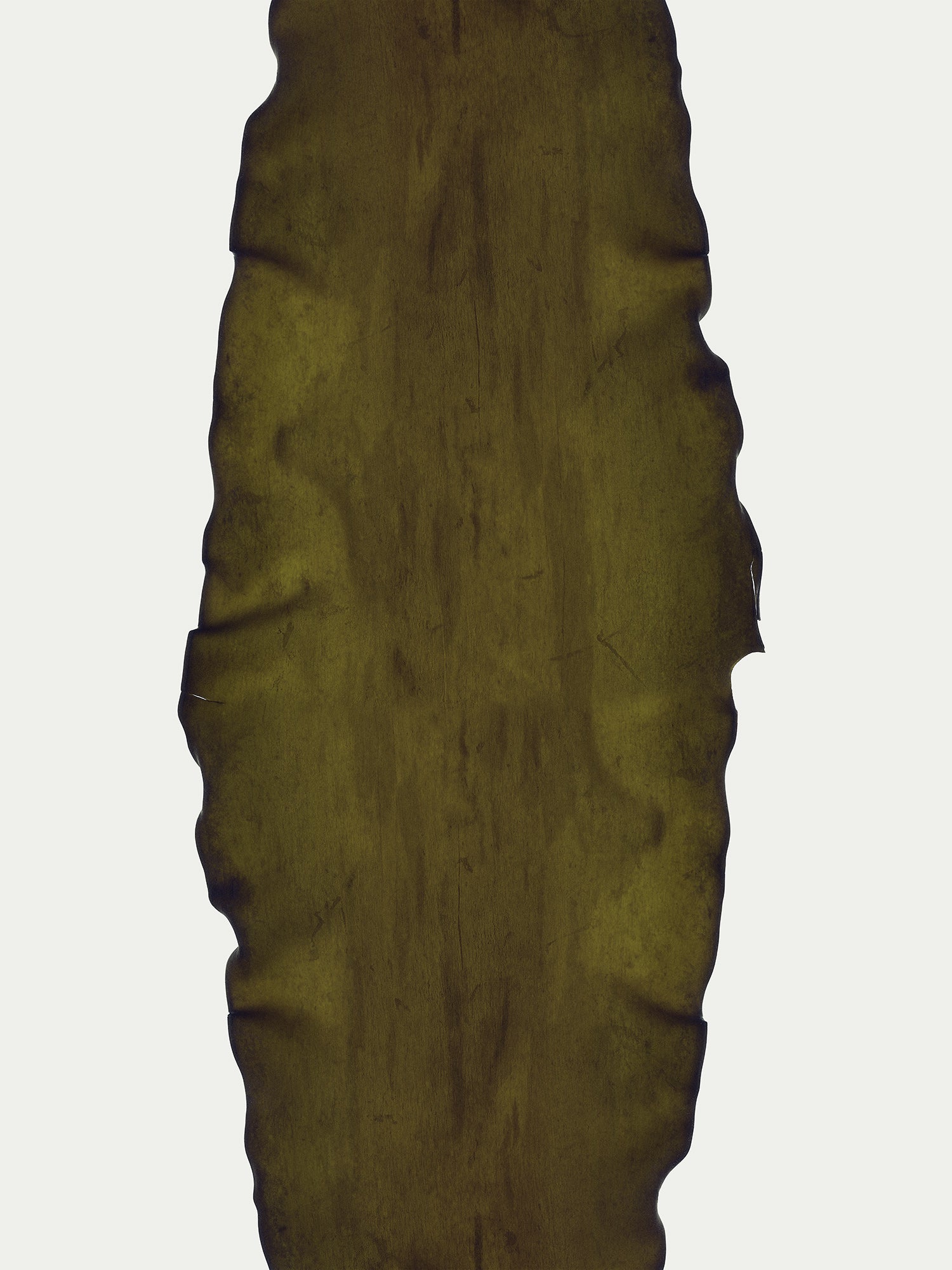 Herbarium 17 – framed print detail, walnut floater frame | Beau Edition