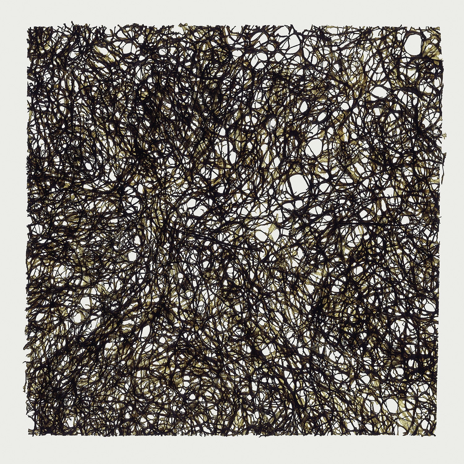 Herbarium 18 – framed print detail, walnut floater frame | Beau Edition