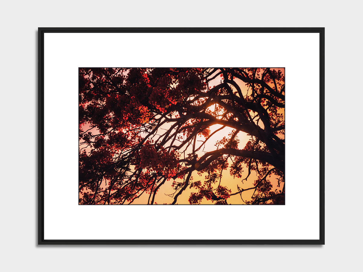 Mauritius 01 – flamboyant tree fine art print, black matt floater frame | Beau Edition