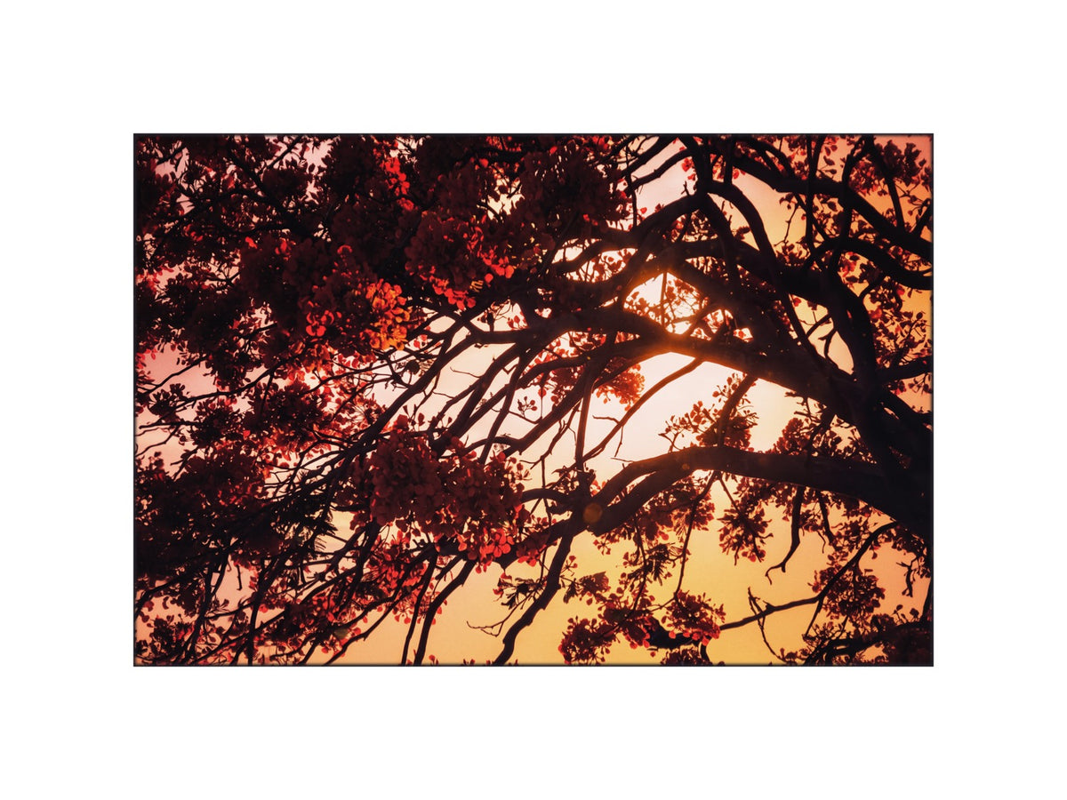 Mauritius 01 – tirage d’art flamboyant en fleur | Beau Edition