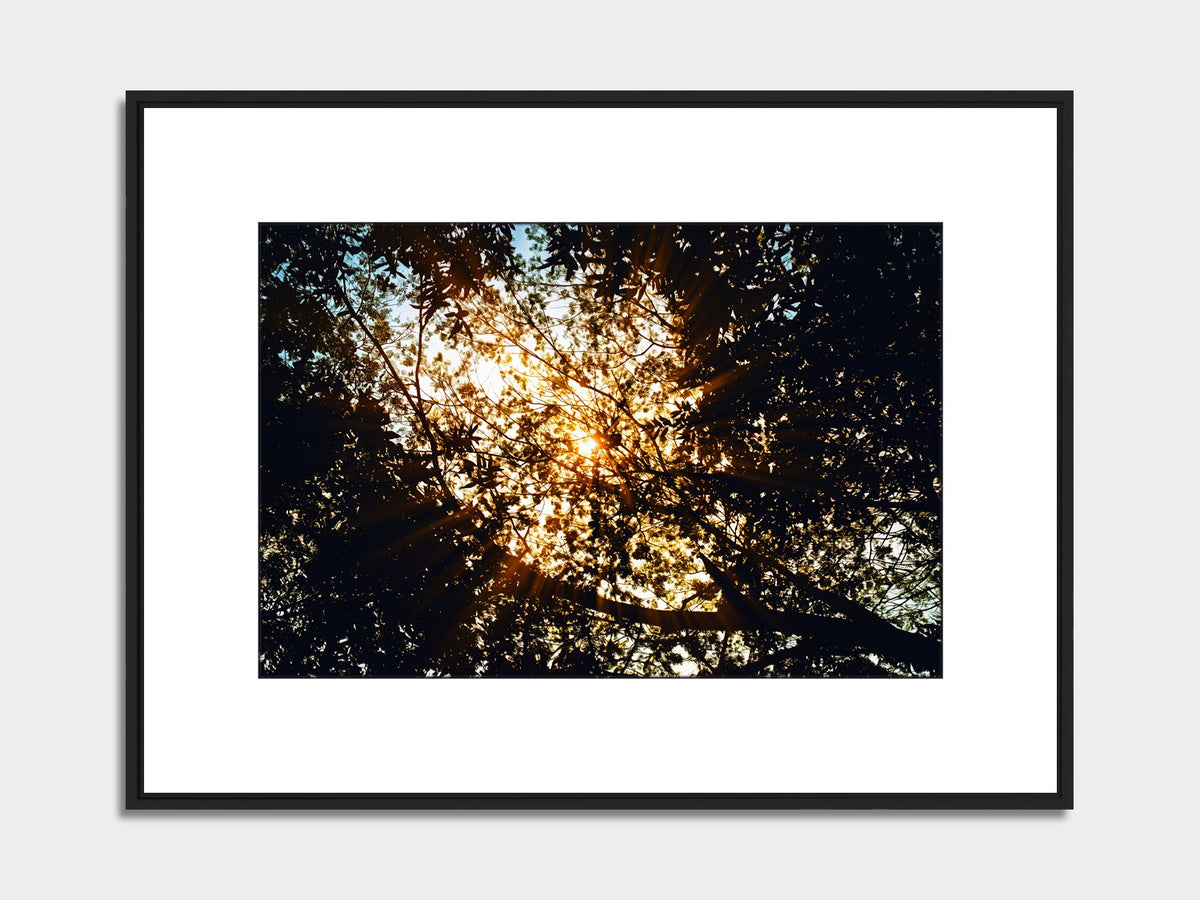 Mauritius 07 – Black River Gorges National Park fine art print, black matt floater frame | Beau Edition