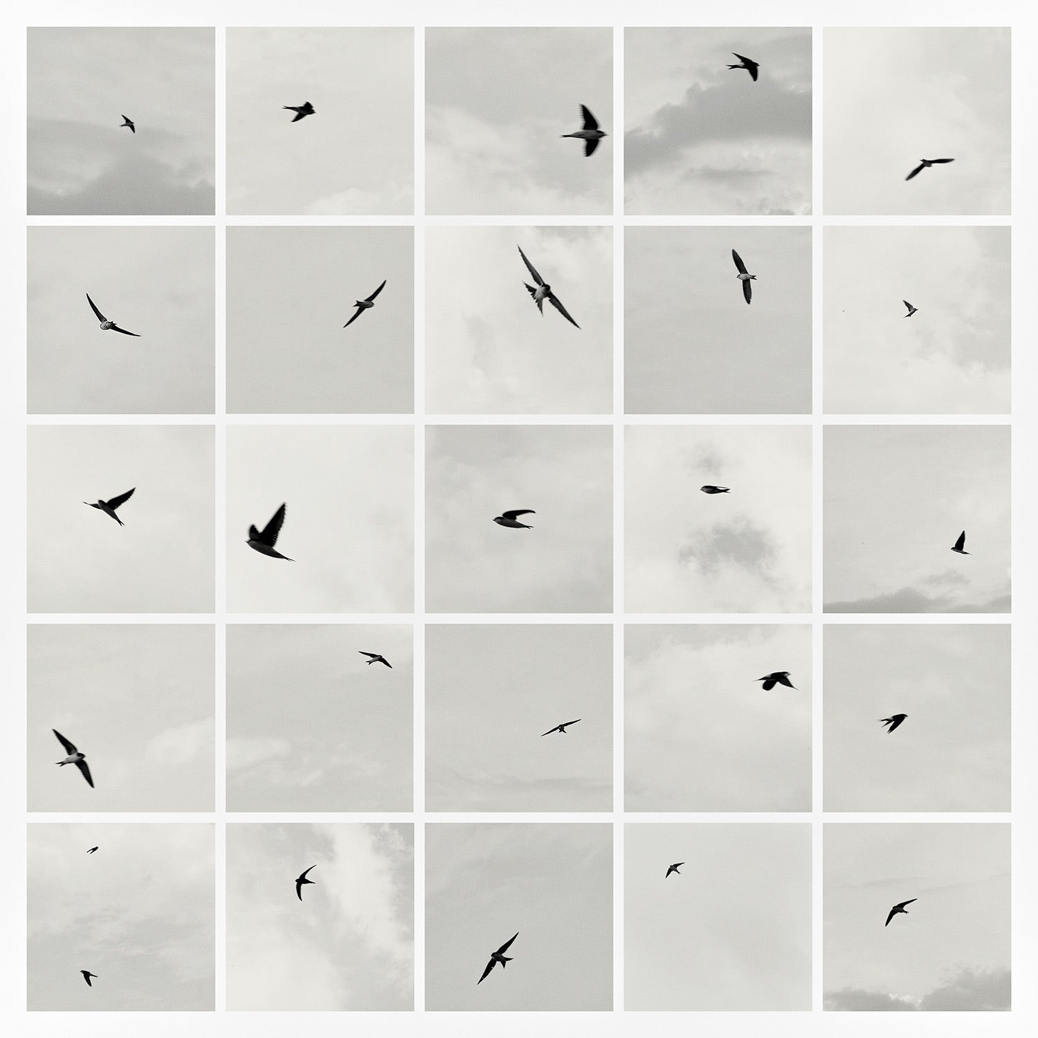 Hirondelles — Studies. Limited edition of 25