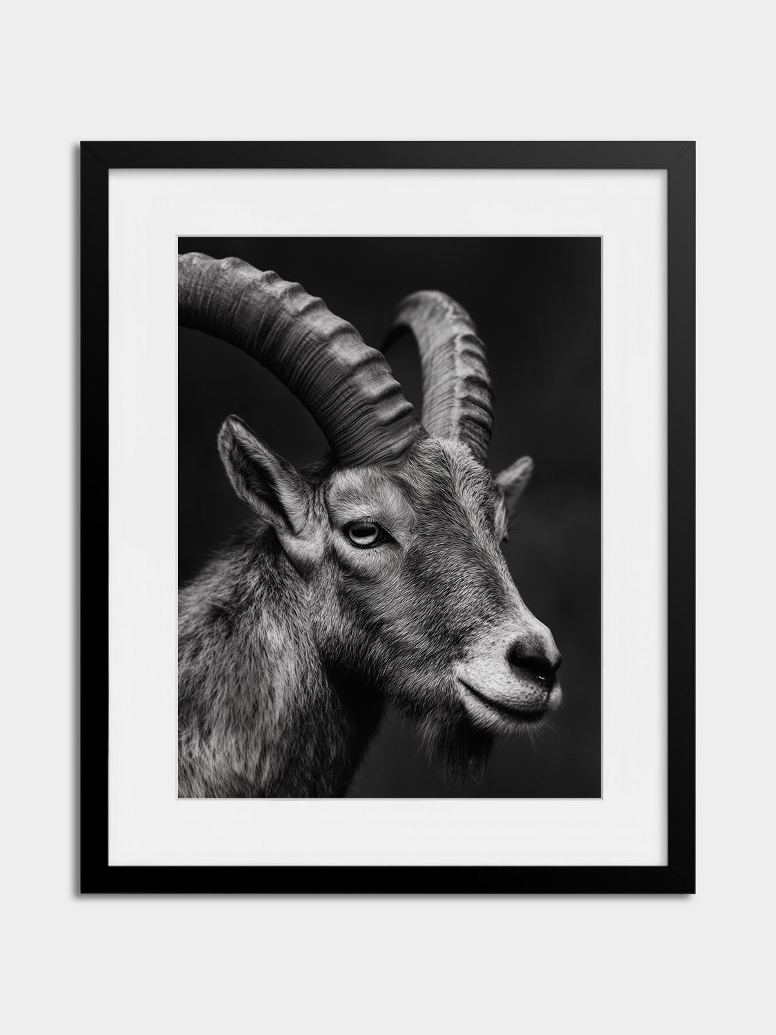 Ibex