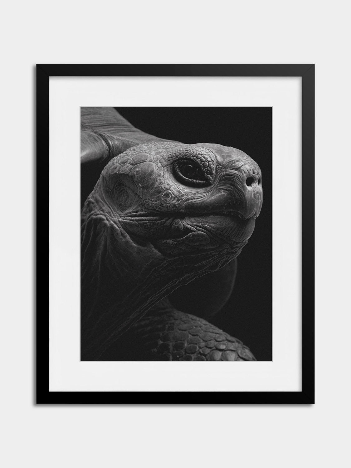 Rodrigues giant tortoise