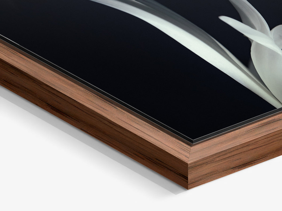 Narcisse 01 – walnut floater frame close-up, white iris petals fine art print | Beau Edition