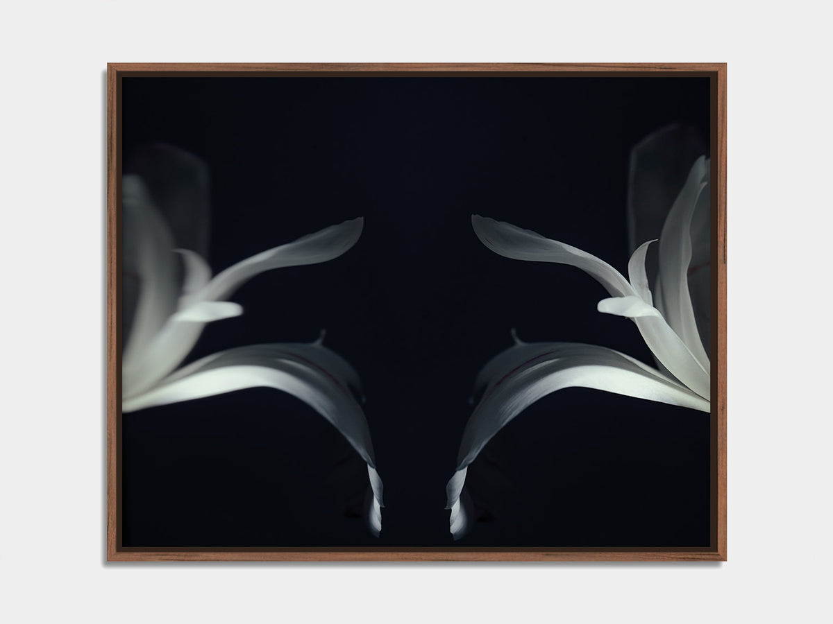 Narcisse 01 – white iris petals and their reflection, fine art print, walnut floater frame | Beau Edition