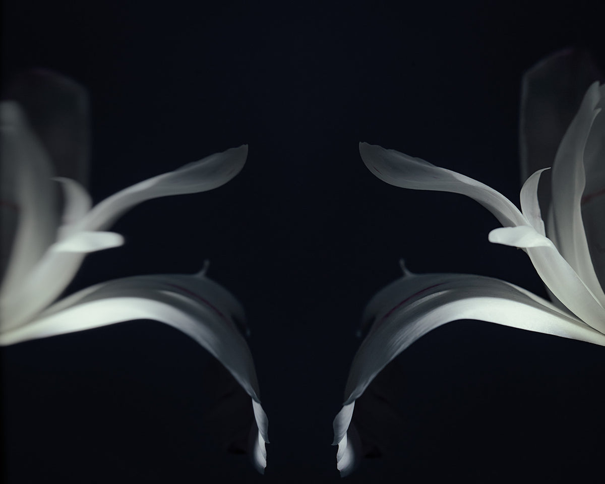 Narcisse 01 – white iris petals and their reflection, fine art print | Beau Edition