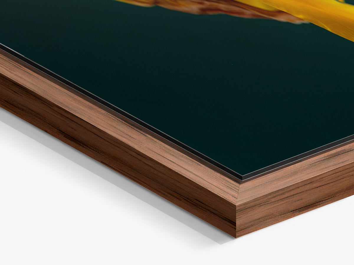 Narcisse 02 – walnut floater frame close-up, yellow narcissus fine art print | Beau Edition