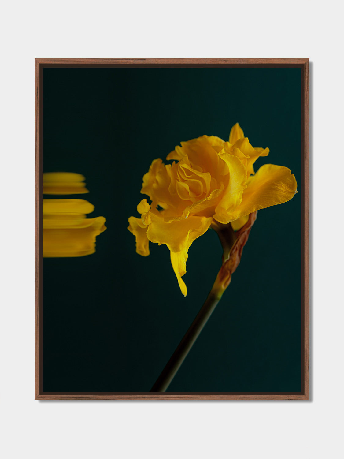 Narcisse 02 – yellow narcissus and its reflection, fine art print, walnut floater frame | Beau Edition