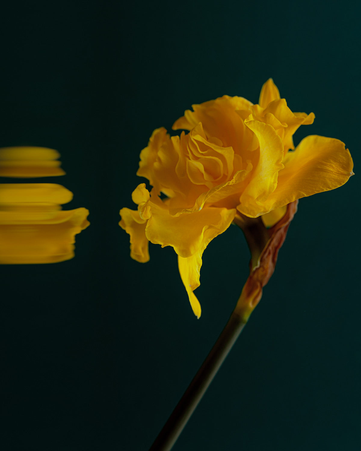Narcisse 02 – yellow narcissus and its reflection, fine art print | Beau Edition