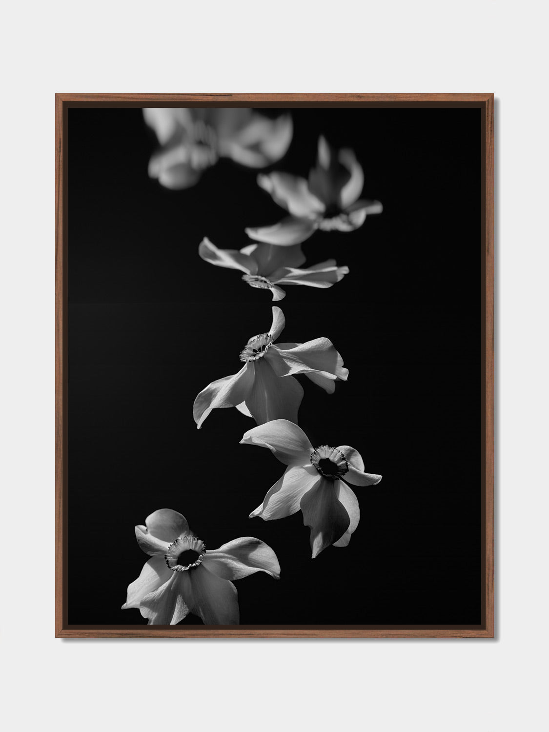 Narcisse 03 – white narcissi and their reflection, fine art print, walnut floater frame | Beau Edition